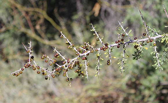  Condalia globosa v.pubescens